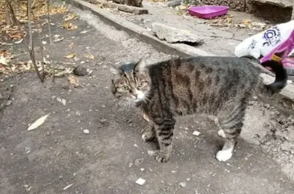 Кошка найдена, ул. 22 Партсъезда 51, Самара