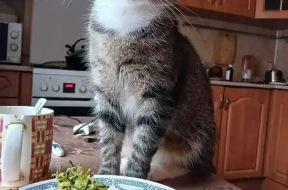 Пропала кошка, 2-я линия, Кипень