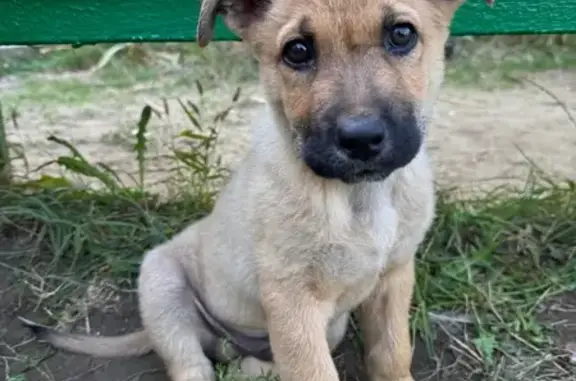 Собаки потеряшки, Славянское городское поселение, фото: Потеряшка щенок Крекер, Выгонная ул.