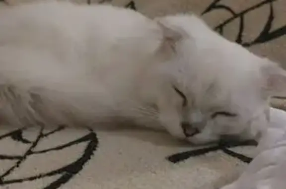 Кошки потеряшки, Щапово, фото: Потеряшка белый котёнок, Щапово, Мост 1903г