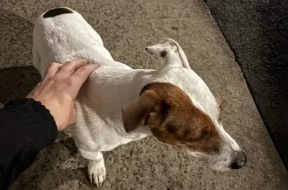 Найдена собака: Варкауса, 9А, Петрозаводск