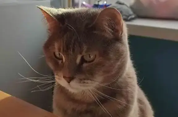 Кошки потеряшки, Челябинск, фото: Потеряшка кошка Лана, пр. Ленина 28, Челябинск