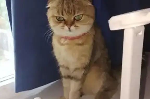 Найдена кошка, Ушаково, фото: Кошка найдена в Ушаково, 38К-018