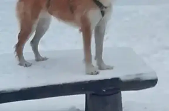 Пропала собака, Сысольская, Пермь