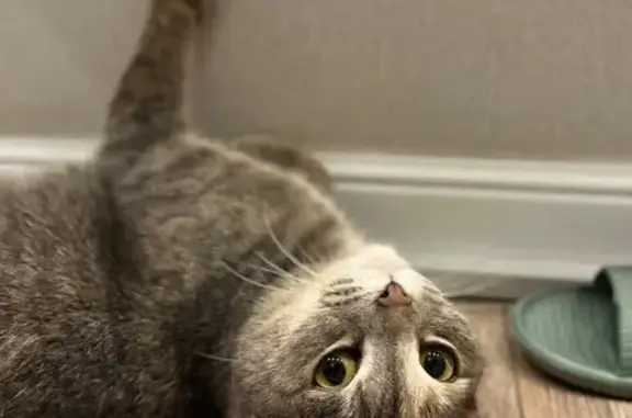 Кошка найдена: ул. Фёдора Попова, 13/2