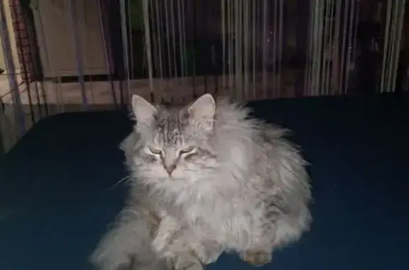 Пропал кот Яша, ул. 50 лет ВЛКСМ, 2