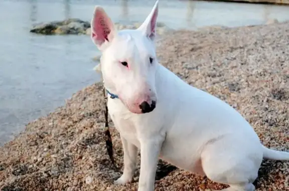 Собака найдена на Зеленоградской 17 к3