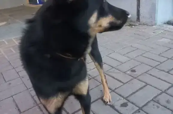 Найдена собака, Отрадная 16, Ульяновск