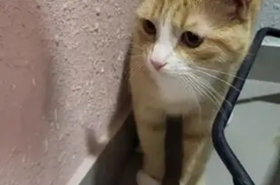 Найденные животные Петрозаводск, фото: Кошка найдена: Генерала Судакова, 3