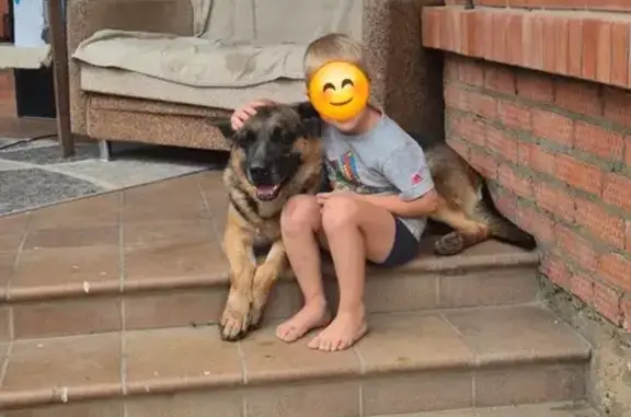 Собаки потеряшки, Краснодарский край, фото: Потеряшка овчарка, Геодезическая ул.