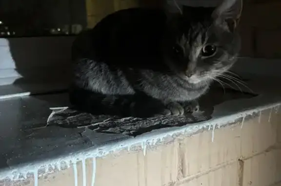 Найдена кошка, Томск, фото: Найден кот, ул. 79-й Гв. Дивизии, 25А