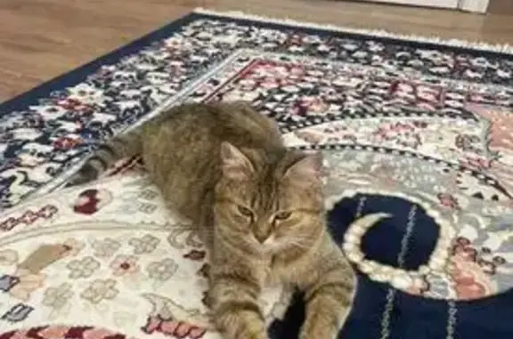 Потерянные животные Черкесск, фото: Пропала кошка: Междунар. ул., 86, Черкесск