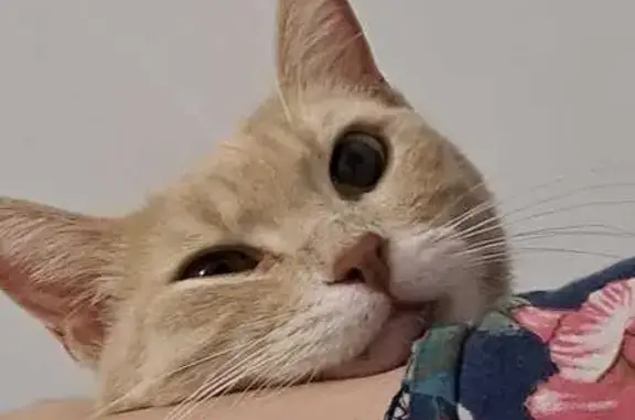 Кошки потеряшки, Баксан, фото: Потеряшка кошка, ул. Ломоносова, 10, Баксан