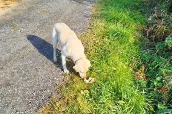 Найдена собака, Ликино-Дулёво, фото: Собака найдена: Ликино-Дулёво, 37