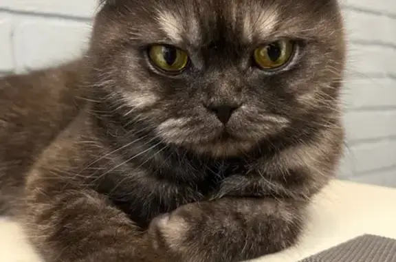 Пропала серая кошка, ул. Емельянова, 274