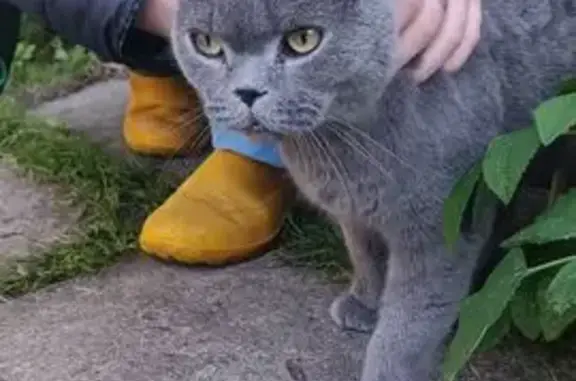 Найдена кошка, , фото: Найдена кошка в МО, британец, с ошейником
