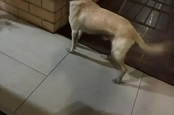 Найдена собака, Доломановский пер., Ростов-на-Дону