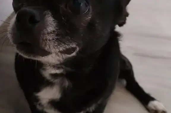 Найдена собака, Кирова, фото: Собака найдена на Кирова, Волгоградская обл.