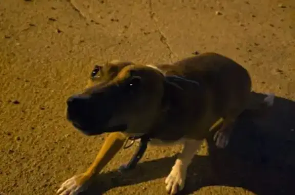 Собака найдена на Жириновского, 1 к9