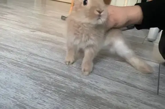 Пропал серый кролик, Писково, Марли 15