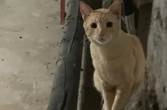 Кошка найдена: ул. Ремизова, 14 к1, Москва