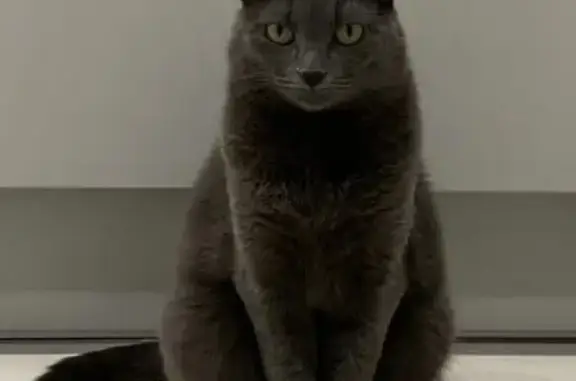 Кошки потеряшки, , фото: Потеряшка кошка, Аксаковщина, Н8987