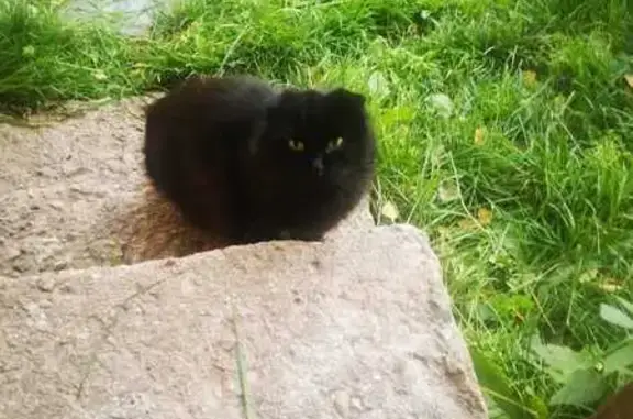 Найдена кошка, Самойловское, фото: Найдена черная кошка, Самойловское СП
