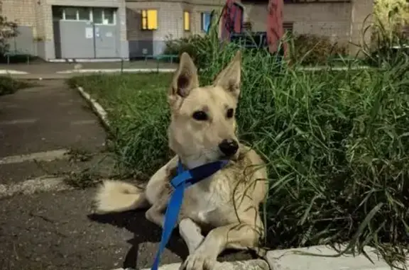 Собака найдена: Воткинское шоссе, 14