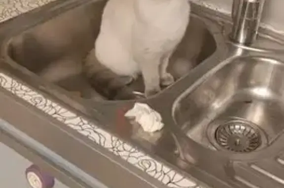 Кошки потеряшки, Светлоград, фото: Потеряшка кошка, Васильковая 14, Светлоград