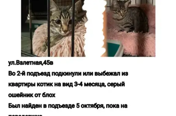 Кошка найдена: Взлётная 45В, Барнаул