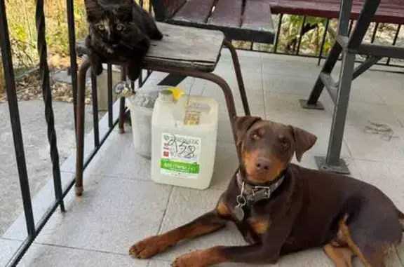 Пропала собака, Урожайновское, Крым