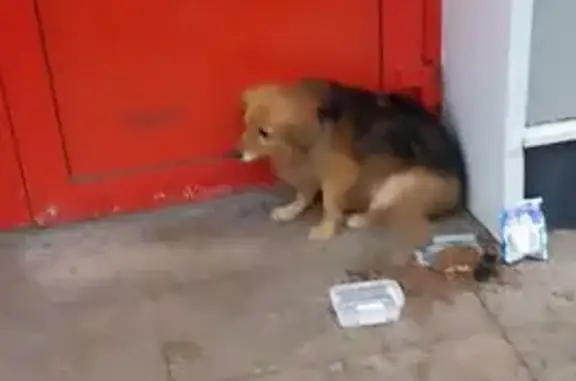 Найдена собака, Архангельск, фото: Собака найдена на Кировской ул., 17, Архангельск