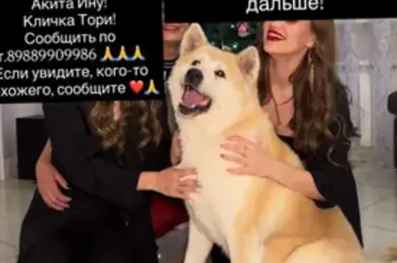 Пропала собака, ул. Комарова, Таганрог