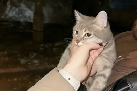 Найдена кошка, Челябинск, фото: Кошка найдена: Свердловский пр., 23А