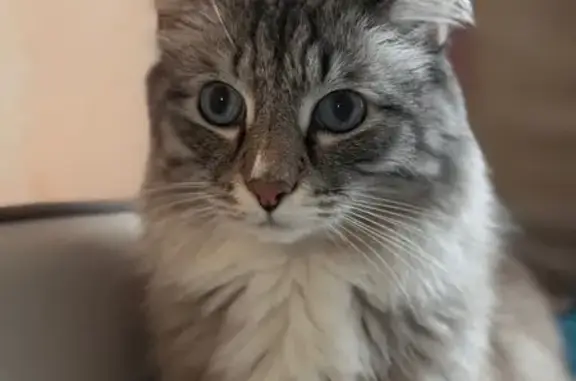 Кошки потеряшки, Уфа, фото: Потеряшка кошка, пр. Октября 106/2, Уфа