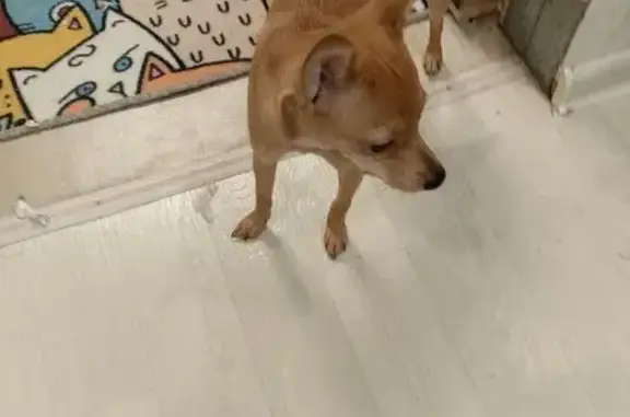 Пропала рыжая собака, Базарная 142, Тамбов