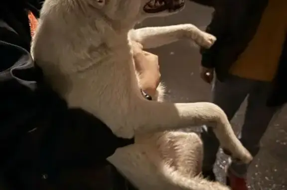 Найдена собака, Зеленоградская 21 к1 с2