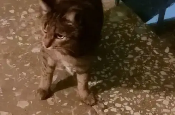 Найдена кошка, Нижний Новгород, фото: Кошка найдена на пр. Кирова, 8, Н. Новгород