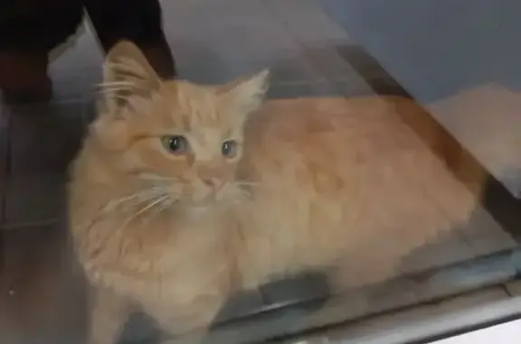 Найдена кошка, Холмогоровка, фото: Рыжий котик найден в Холмогоровке