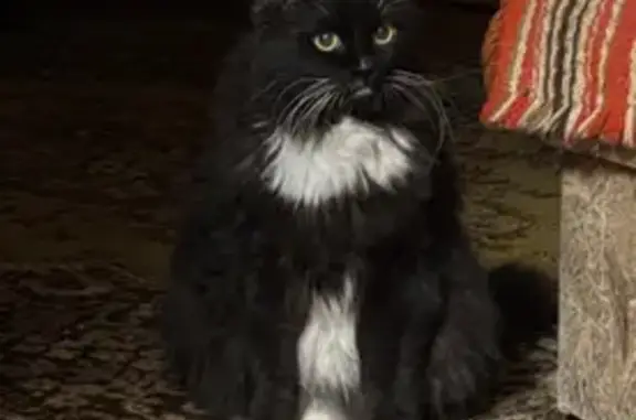 Пропал черно-белый кот, ул. Тенишевой, 27