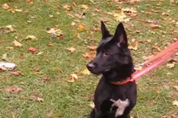 Собака найдена: Выборгское шоссе, 230А