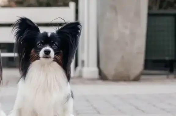 Пропала собака, ул. Будённого, Краснодар