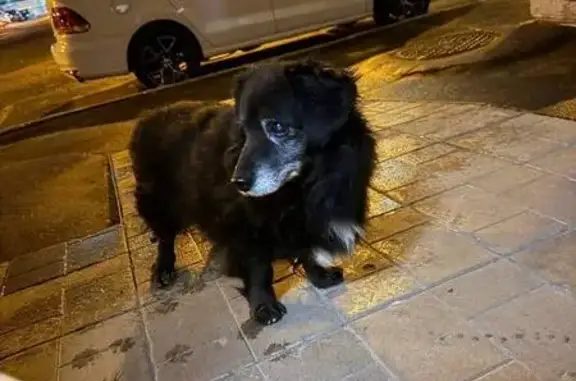 Собака найдена: Фестивальная 60, Йошкар-Ола