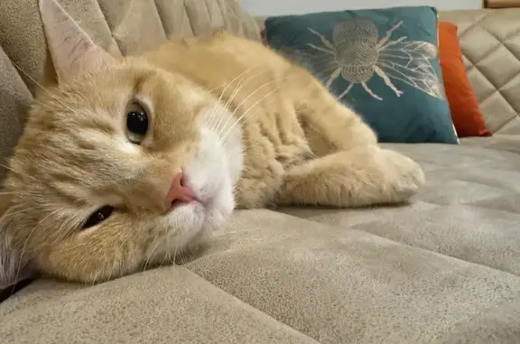 Кошки потеряшки, Тверская область, фото: Потеряшка кошка в Благуново, Тверская обл.