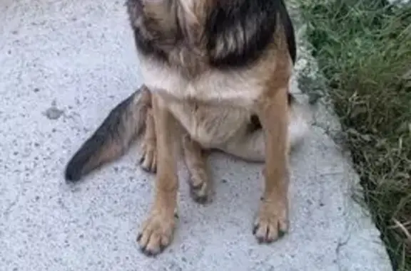 Овчарка найдена, ул. Красина, Новороссийск