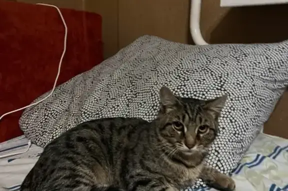 Котенок найден, ул. Касьянова, Н. Новгород