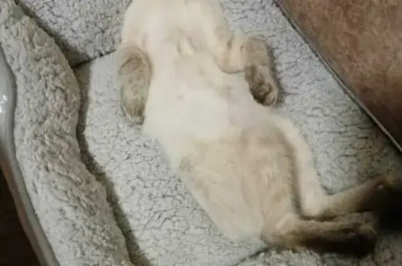 Пропала тайская кошка, пр. Победы 212А