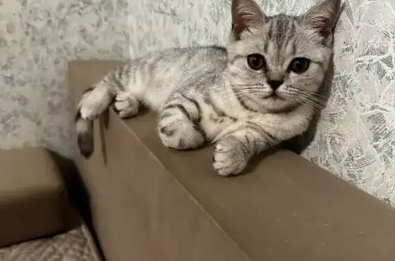 Пропала кошка, ул. Гашкова, 59, Пермь