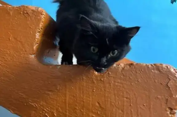 Кошка найдена: Салмышская ул., 2, Оренбург