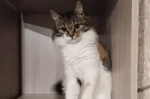 Кошки потеряшки, Малаховка, фото: Потеряшка кошка, Быковское ш., 26, Малаховка